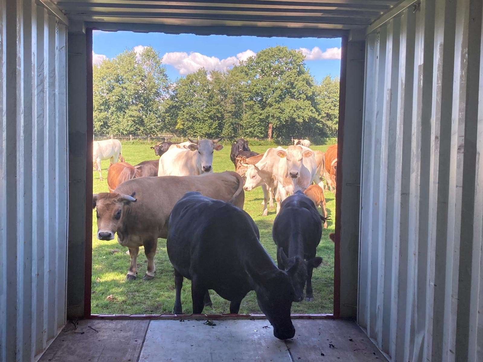 Cattle using the 40ft container livestock bridge